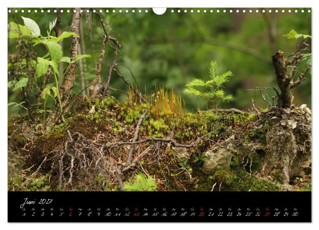 Bild: 9783594196793 | Wald (Wandkalender 2027 DIN A3 quer), CALVENDO Monatskalender | Gruse