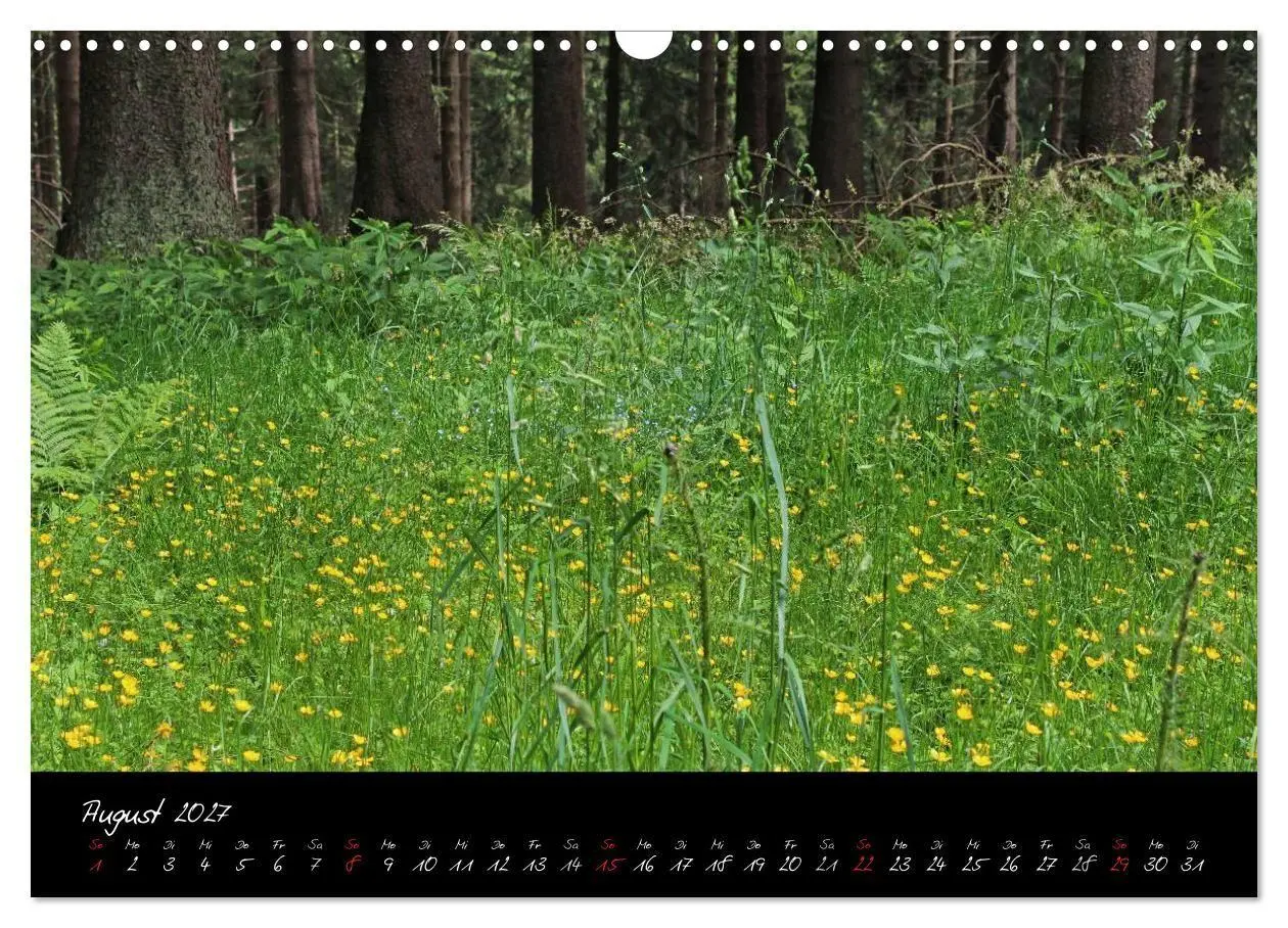 Bild: 9783594196793 | Wald (Wandkalender 2027 DIN A3 quer), CALVENDO Monatskalender | Gruse