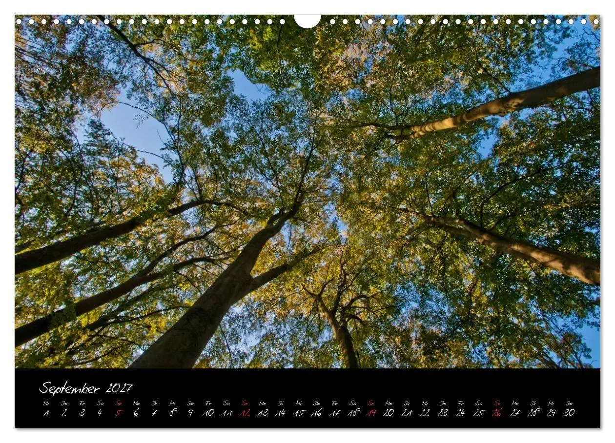 Bild: 9783594196793 | Wald (Wandkalender 2027 DIN A3 quer), CALVENDO Monatskalender | Gruse