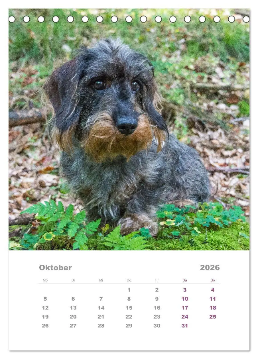 Bild: 9783516336993 | Dackel(augen)blicke (Tischkalender 2026 DIN A5 hoch), CALVENDO...