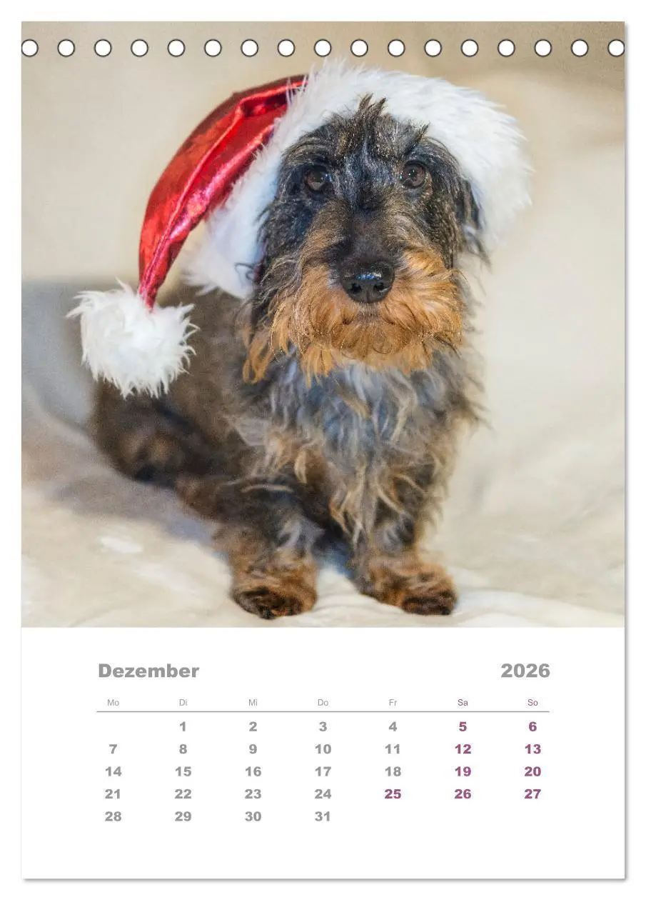 Bild: 9783516336993 | Dackel(augen)blicke (Tischkalender 2026 DIN A5 hoch), CALVENDO...