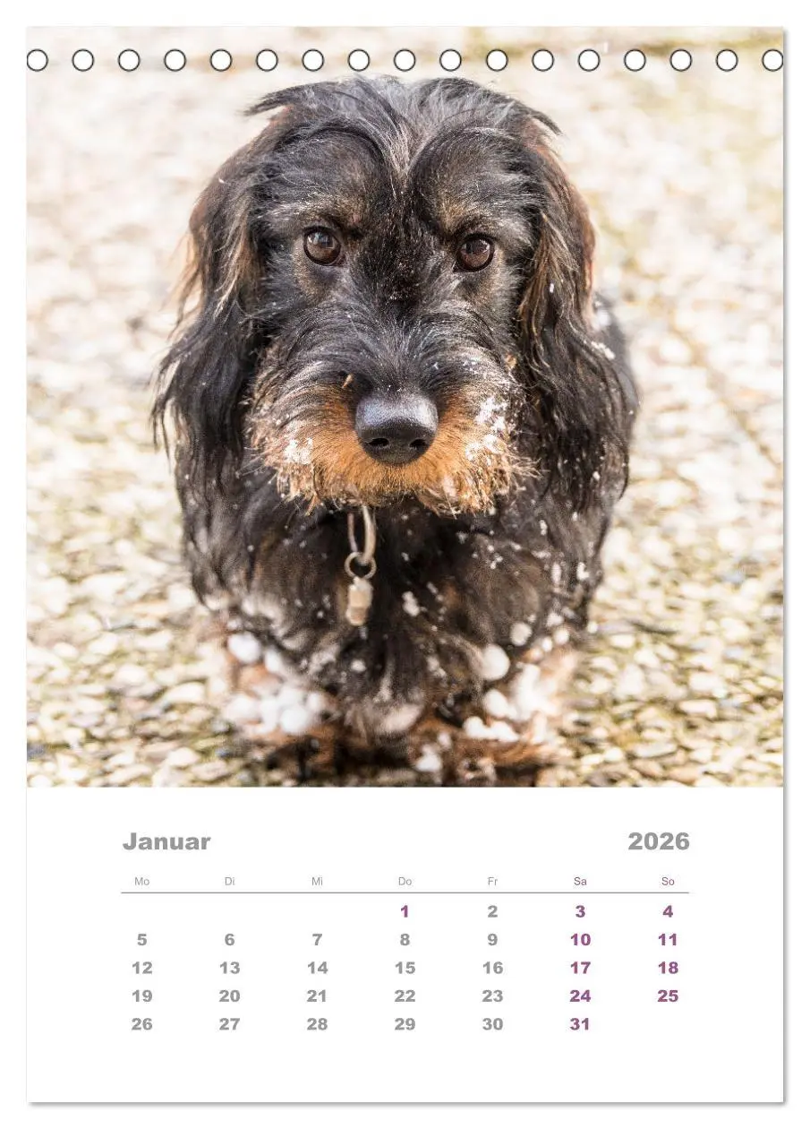 Bild: 9783516336993 | Dackel(augen)blicke (Tischkalender 2026 DIN A5 hoch), CALVENDO...