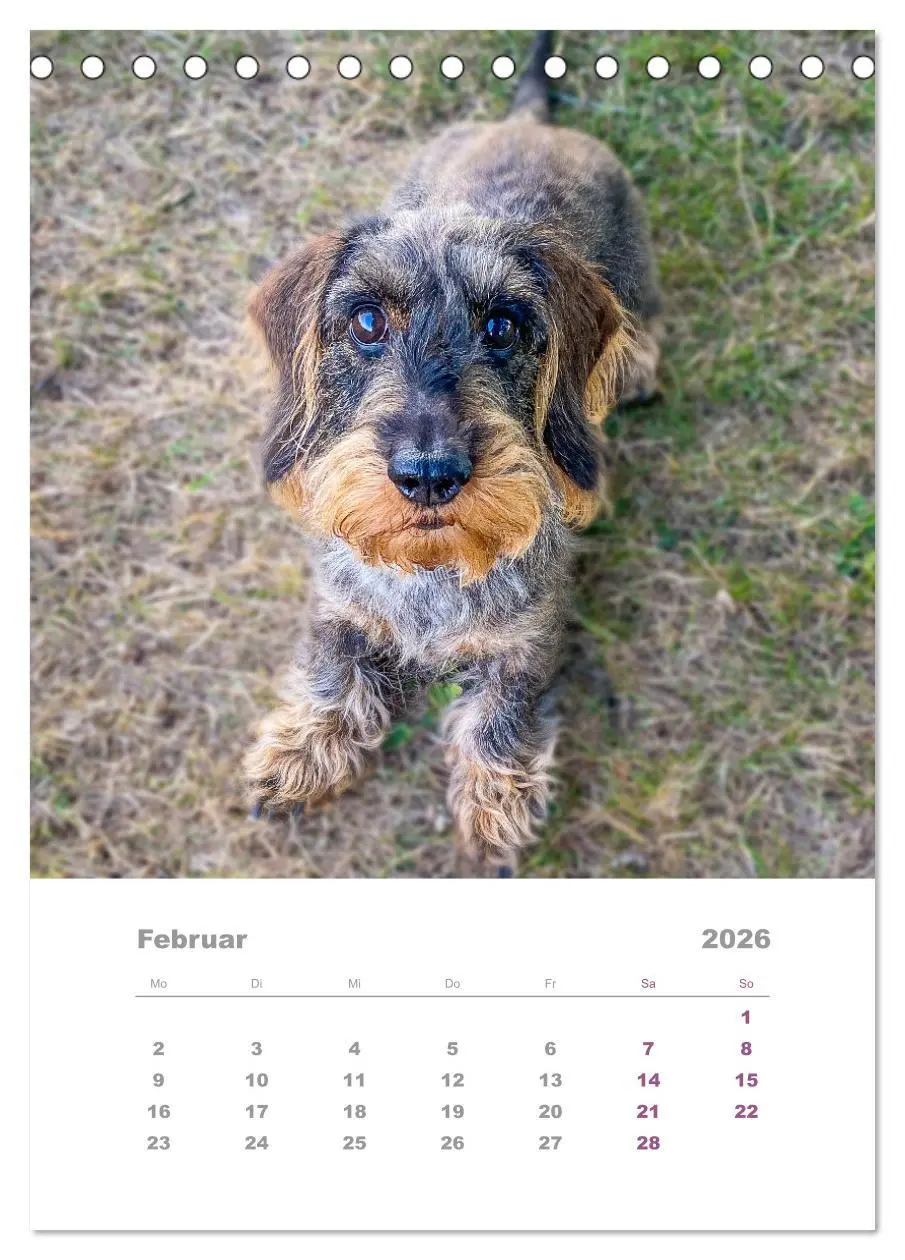 Bild: 9783516336993 | Dackel(augen)blicke (Tischkalender 2026 DIN A5 hoch), CALVENDO...