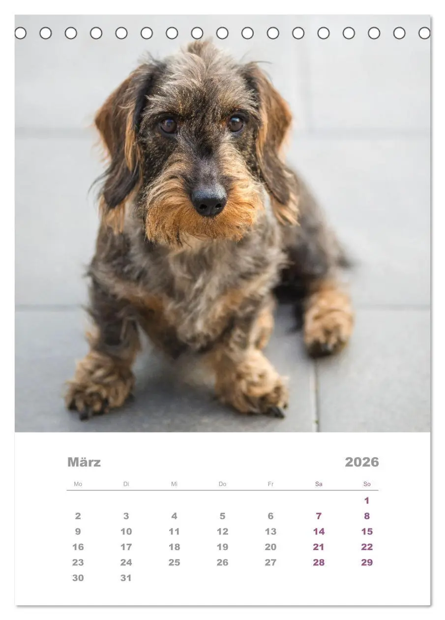 Bild: 9783516336993 | Dackel(augen)blicke (Tischkalender 2026 DIN A5 hoch), CALVENDO...