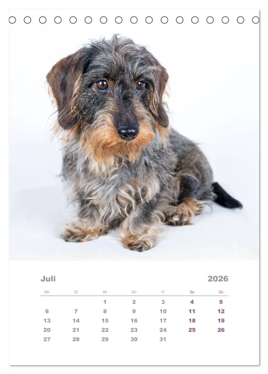Bild: 9783516336993 | Dackel(augen)blicke (Tischkalender 2026 DIN A5 hoch), CALVENDO...