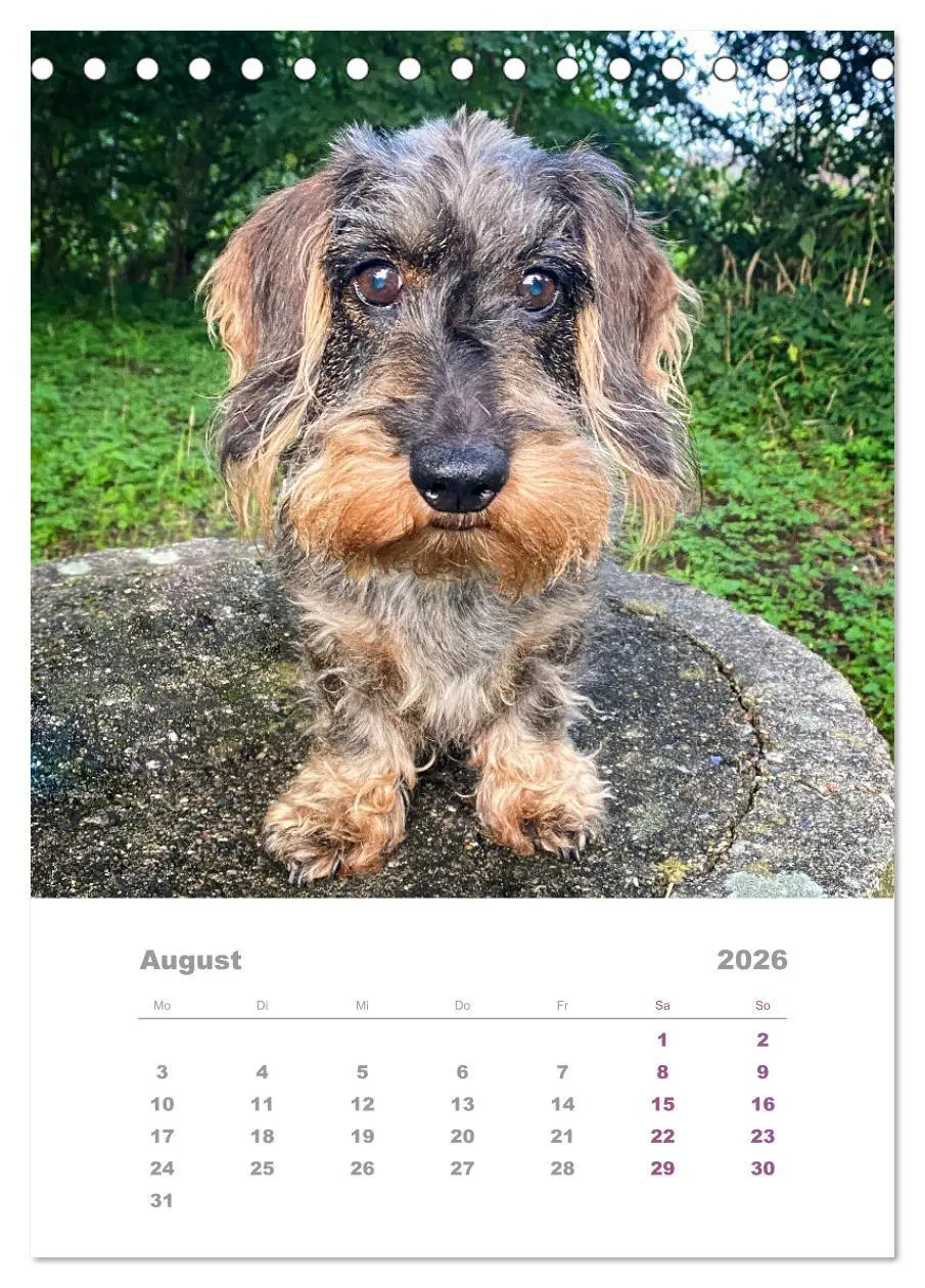 Bild: 9783516336993 | Dackel(augen)blicke (Tischkalender 2026 DIN A5 hoch), CALVENDO...