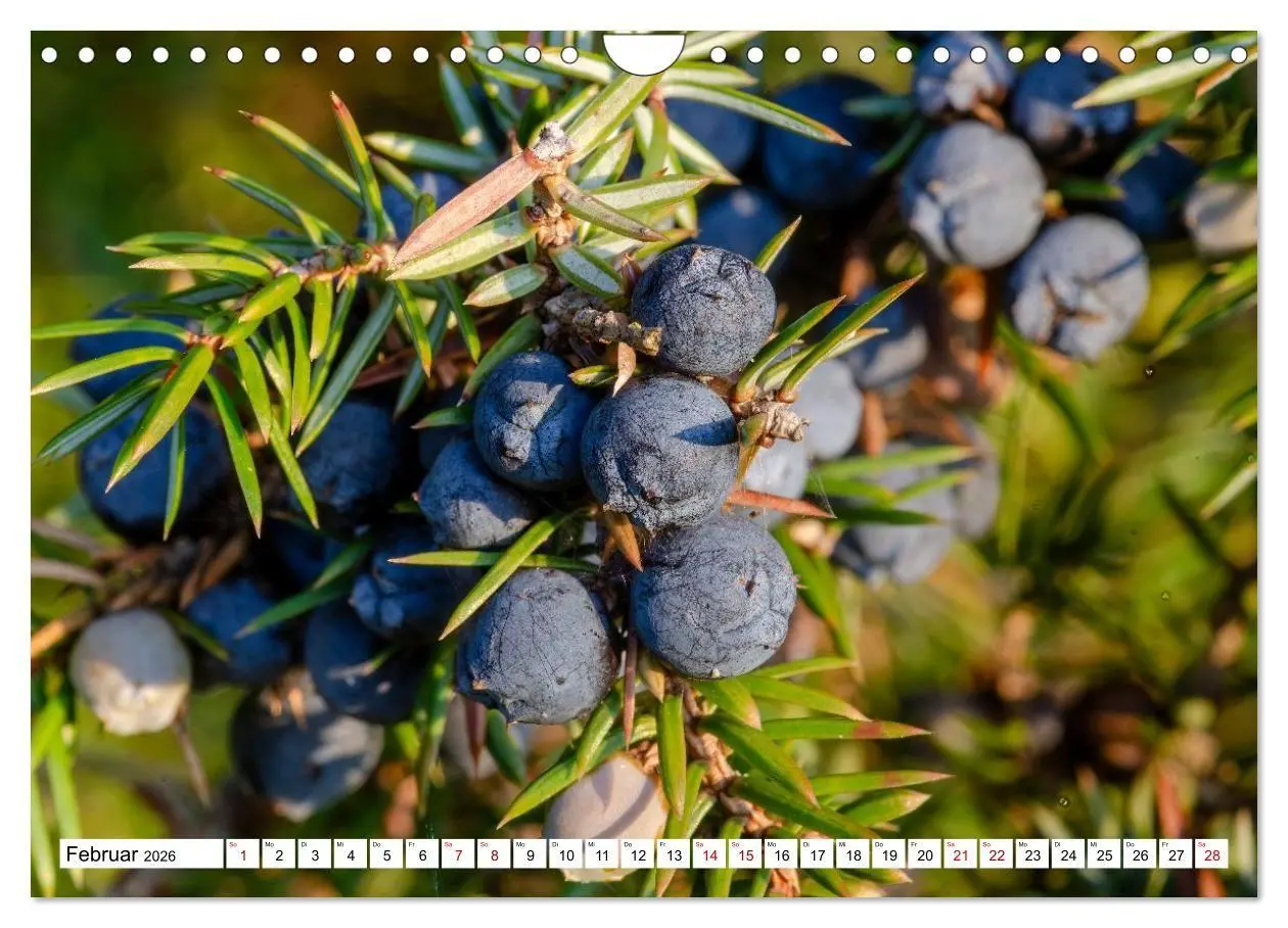 Bild: 9783516716993 | Lüneburger Heide: Die Nordheide (Wandkalender 2026 DIN A4 quer),...