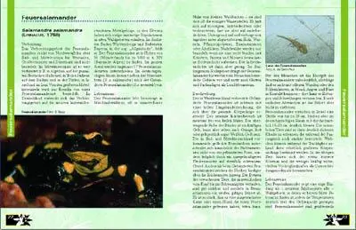 Bild: 9783931587093 | Amphibien am Gartenteich | Andre de Saint-Paul (u. a.) | Buch | 2001