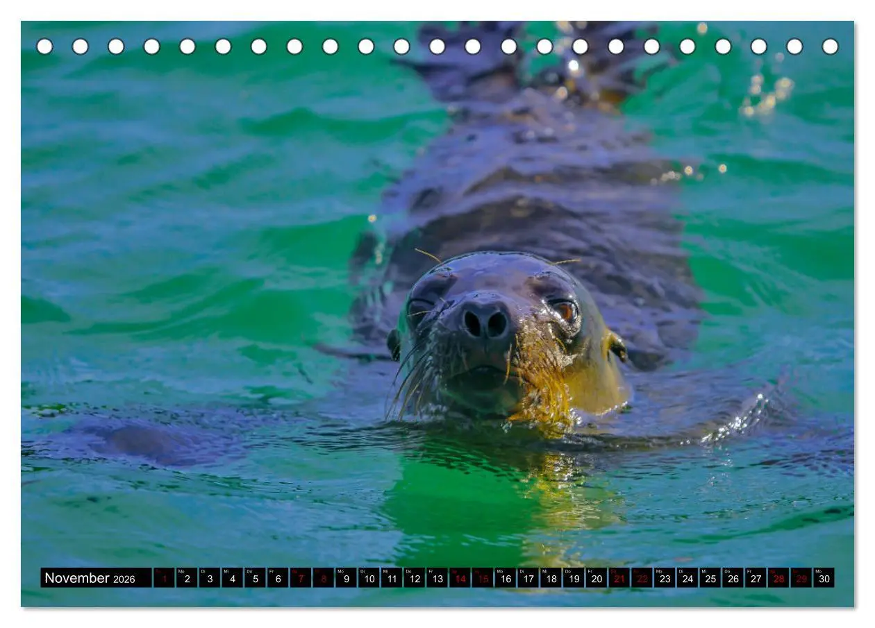 Bild: 9783457747193 | Naturparadies Galapagos - UNESCO Weltkulturerbe (Tischkalender 2026...