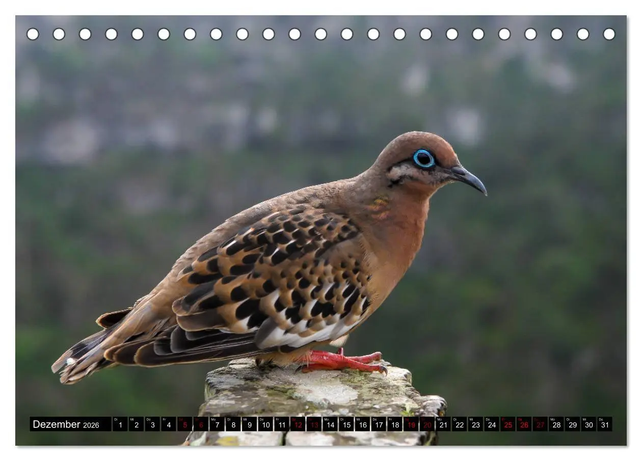 Bild: 9783457747193 | Naturparadies Galapagos - UNESCO Weltkulturerbe (Tischkalender 2026...