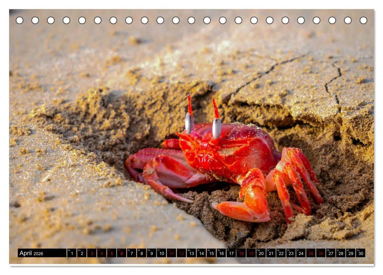 Bild: 9783457747193 | Naturparadies Galapagos - UNESCO Weltkulturerbe (Tischkalender 2026...