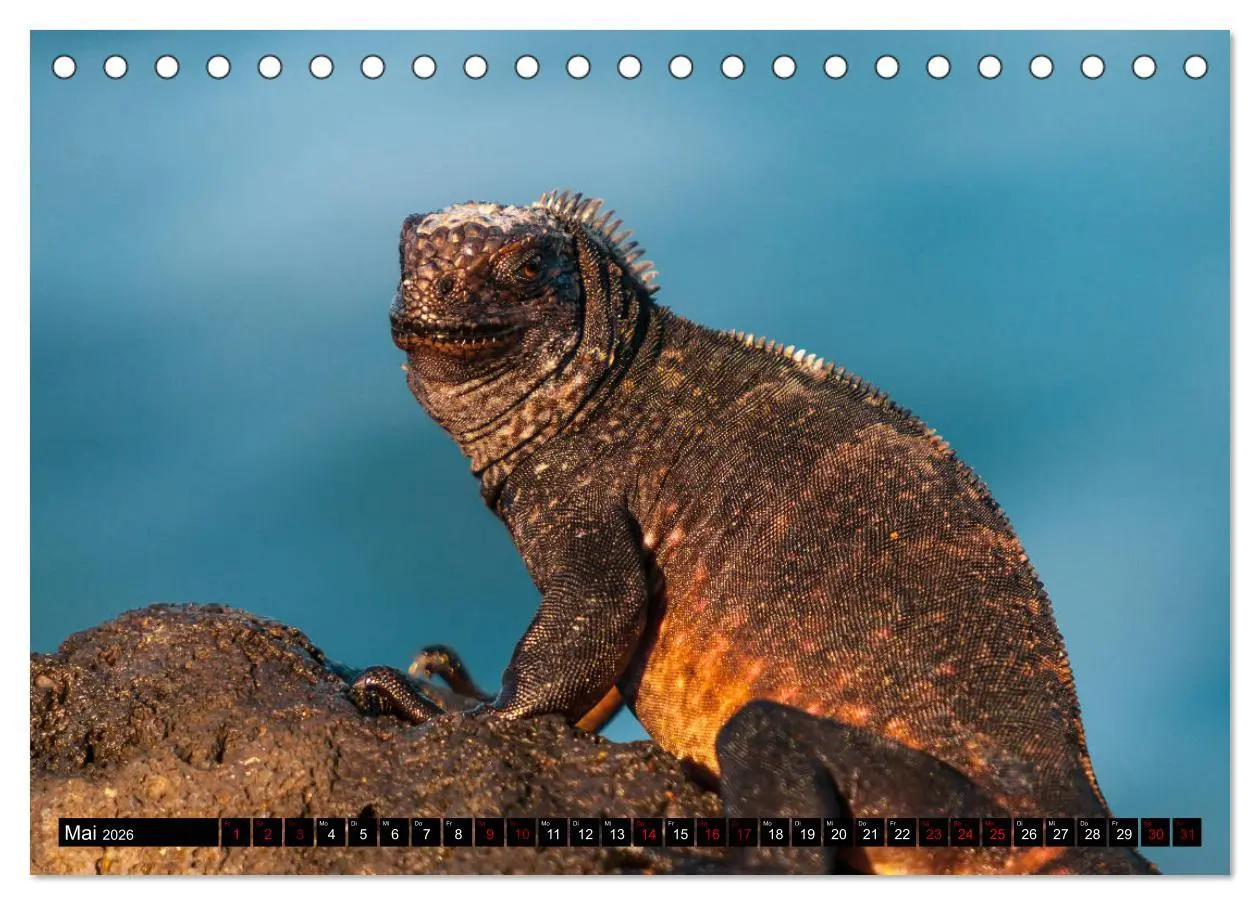 Bild: 9783457747193 | Naturparadies Galapagos - UNESCO Weltkulturerbe (Tischkalender 2026...