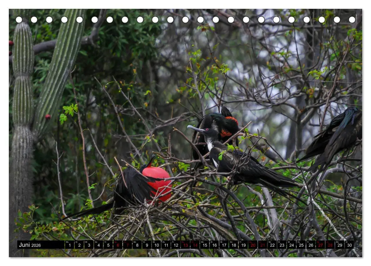 Bild: 9783457747193 | Naturparadies Galapagos - UNESCO Weltkulturerbe (Tischkalender 2026...