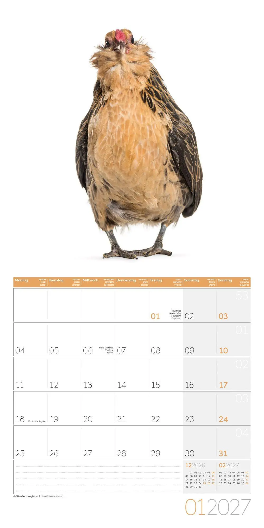 Bild: 9783838447193 | Verrückte Hühner Kalender 2027 - 30x30 - Art12 | GmbH | Kalender