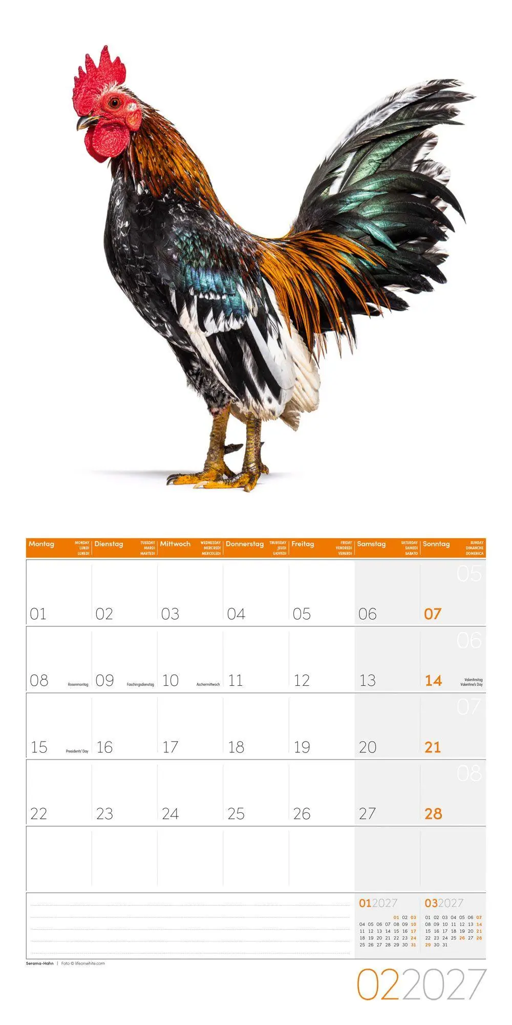 Bild: 9783838447193 | Verrückte Hühner Kalender 2027 - 30x30 - Art12 | GmbH | Kalender