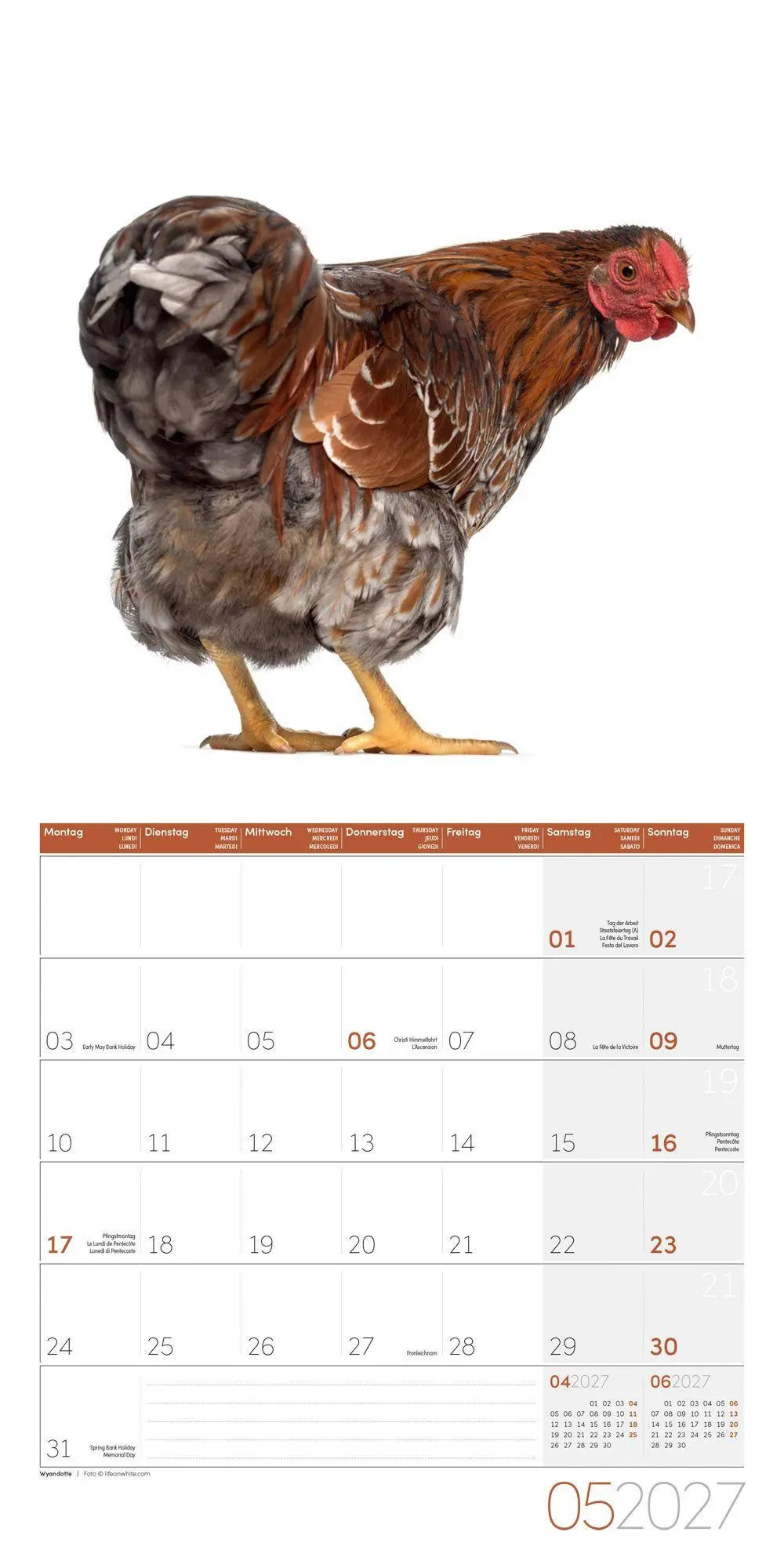 Bild: 9783838447193 | Verrückte Hühner Kalender 2027 - 30x30 - Art12 | GmbH | Kalender