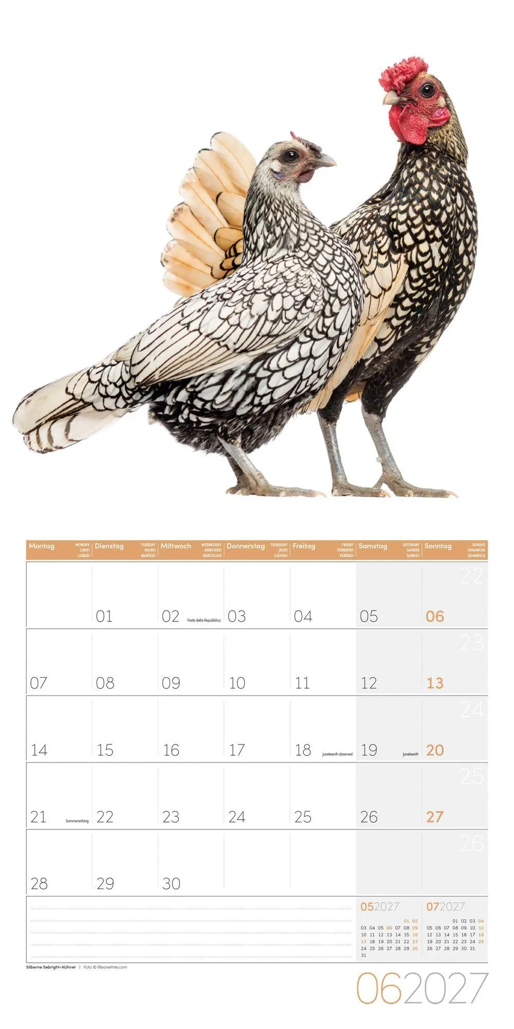 Bild: 9783838447193 | Verrückte Hühner Kalender 2027 - 30x30 - Art12 | GmbH | Kalender