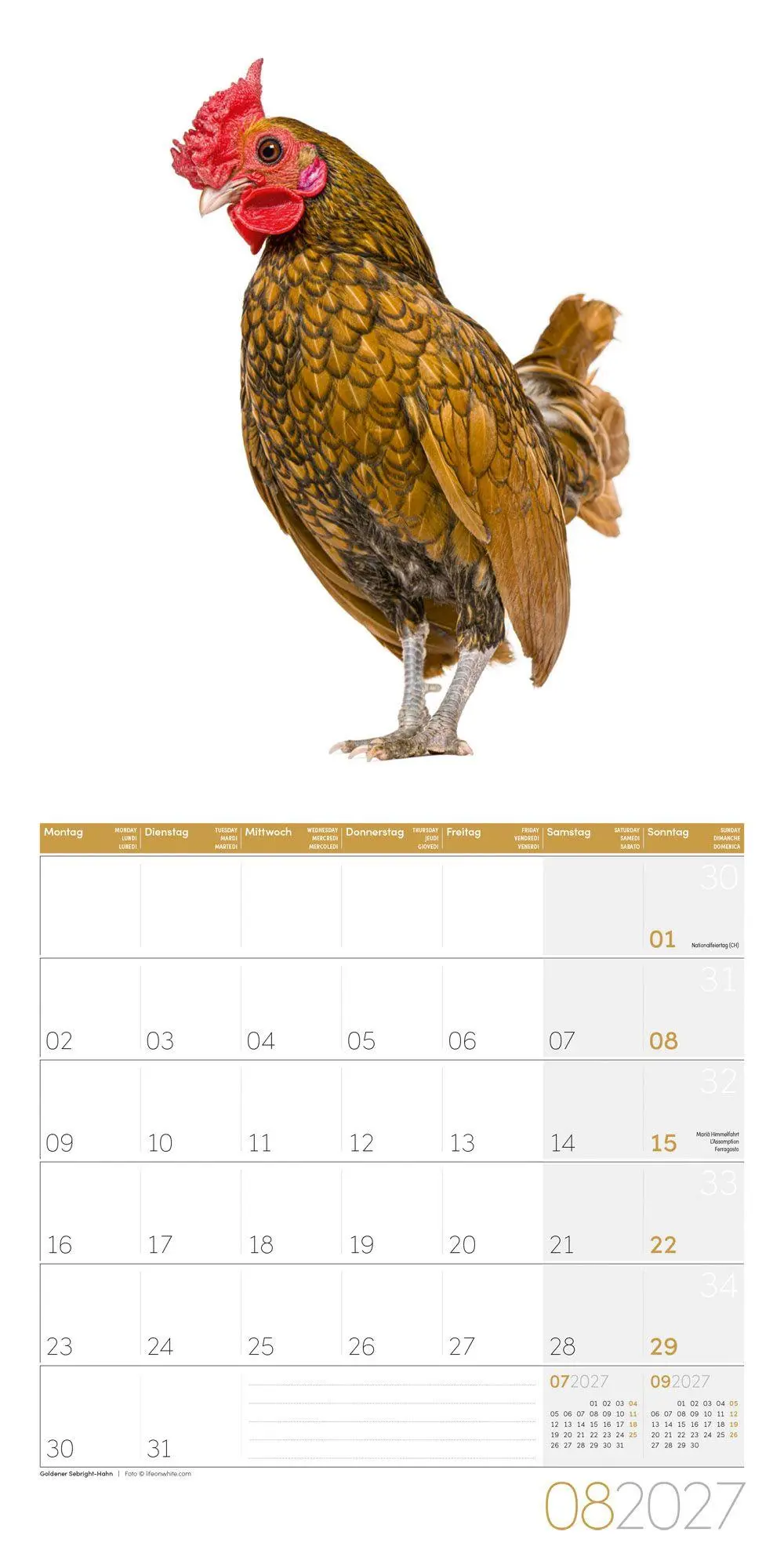 Bild: 9783838447193 | Verrückte Hühner Kalender 2027 - 30x30 - Art12 | GmbH | Kalender