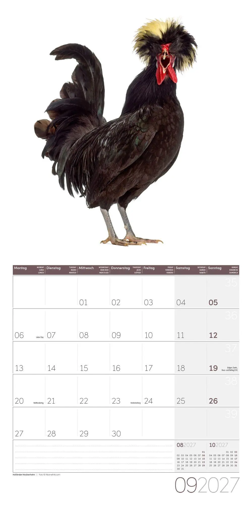 Bild: 9783838447193 | Verrückte Hühner Kalender 2027 - 30x30 - Art12 | GmbH | Kalender