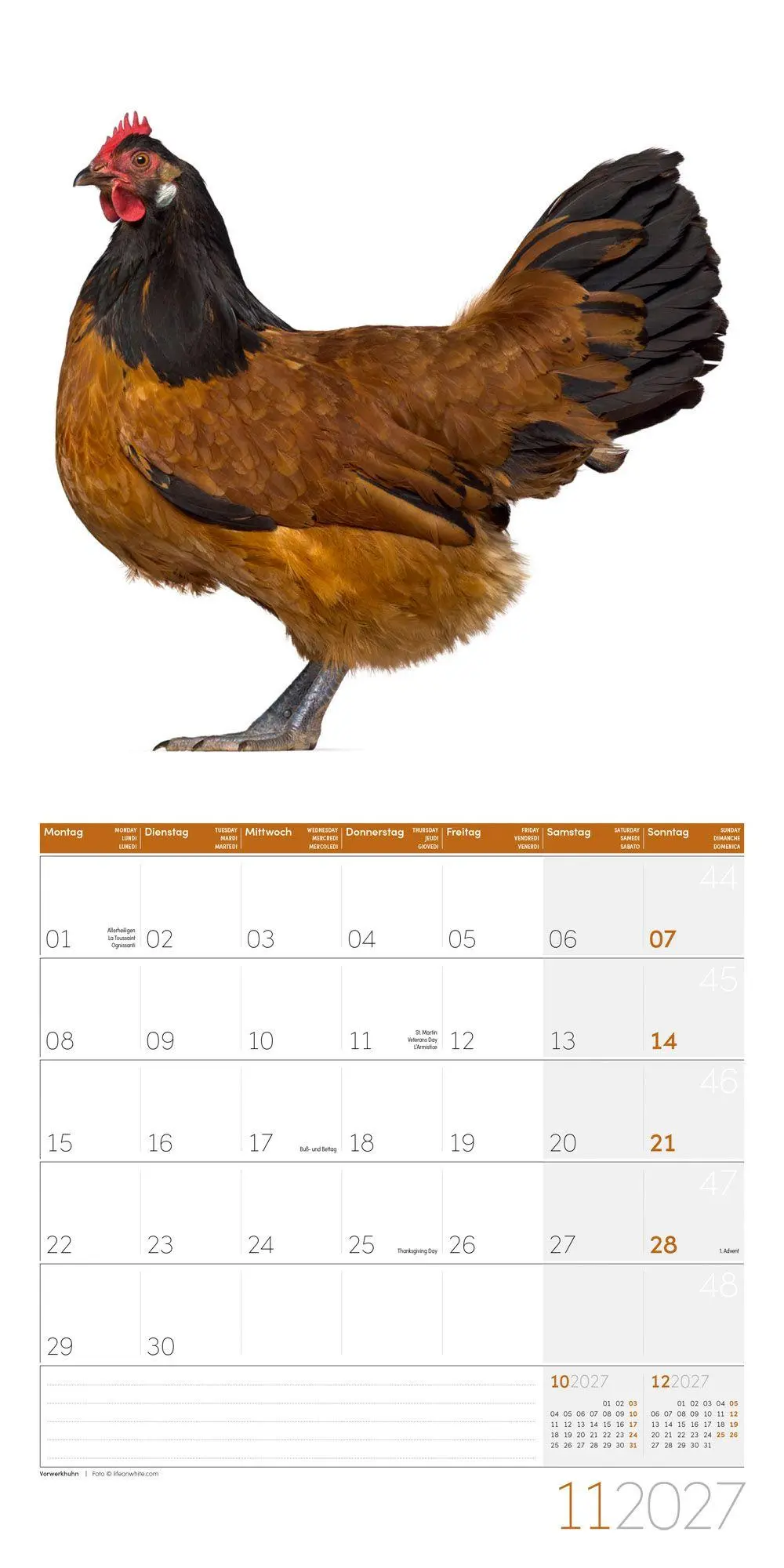 Bild: 9783838447193 | Verrückte Hühner Kalender 2027 - 30x30 - Art12 | GmbH | Kalender