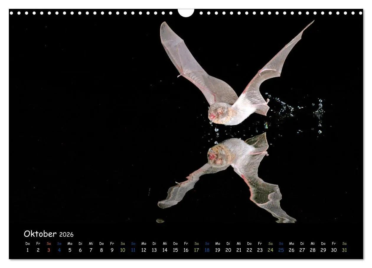 Bild: 9783457357293 | Fledermäuse - kleine Vampire (Wandkalender 2026 DIN A3 quer),...