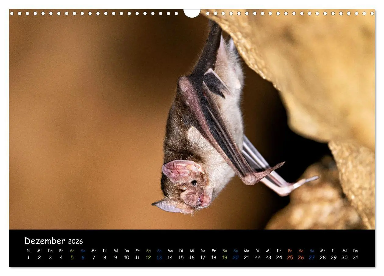 Bild: 9783457357293 | Fledermäuse - kleine Vampire (Wandkalender 2026 DIN A3 quer),...
