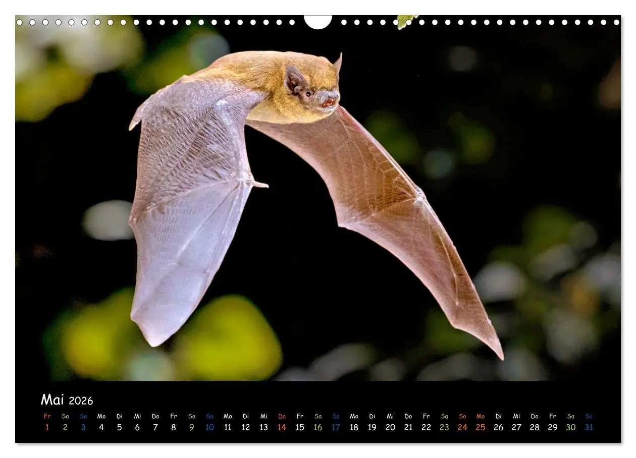 Bild: 9783457357293 | Fledermäuse - kleine Vampire (Wandkalender 2026 DIN A3 quer),...