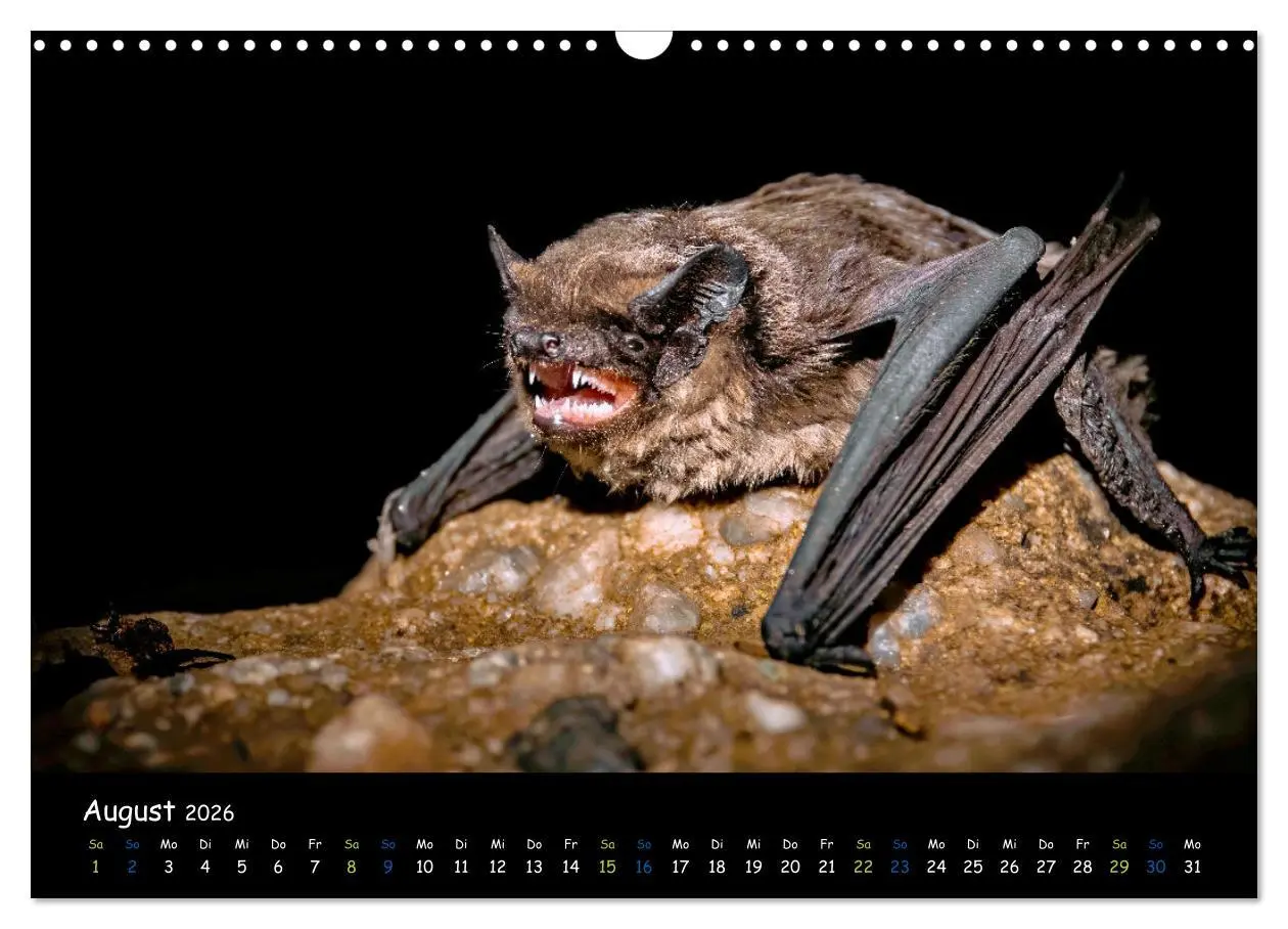 Bild: 9783457357293 | Fledermäuse - kleine Vampire (Wandkalender 2026 DIN A3 quer),...