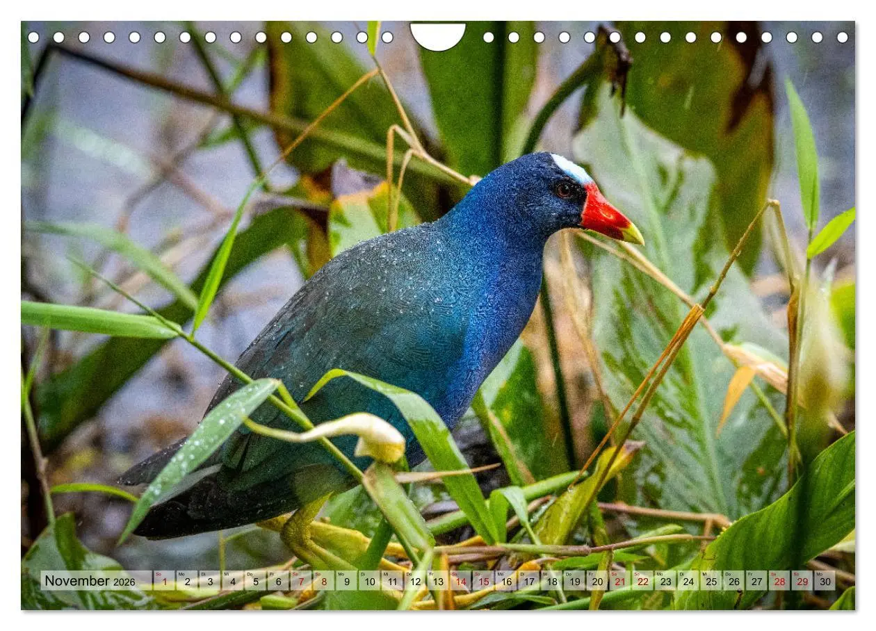 Bild: 9783457277393 | Phantastische Vogelwelt Costa Rica (Wandkalender 2026 DIN A4 quer),...