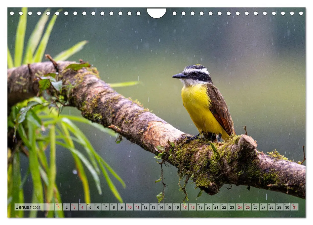Bild: 9783457277393 | Phantastische Vogelwelt Costa Rica (Wandkalender 2026 DIN A4 quer),...