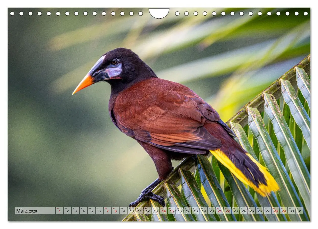 Bild: 9783457277393 | Phantastische Vogelwelt Costa Rica (Wandkalender 2026 DIN A4 quer),...