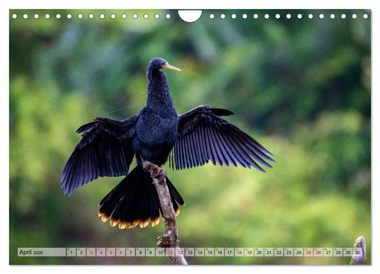 Bild: 9783457277393 | Phantastische Vogelwelt Costa Rica (Wandkalender 2026 DIN A4 quer),...