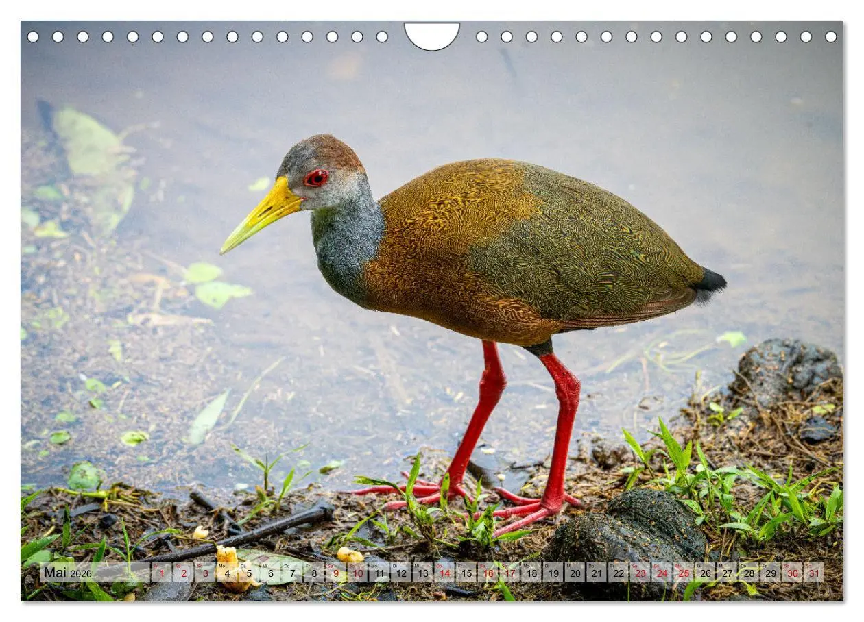 Bild: 9783457277393 | Phantastische Vogelwelt Costa Rica (Wandkalender 2026 DIN A4 quer),...