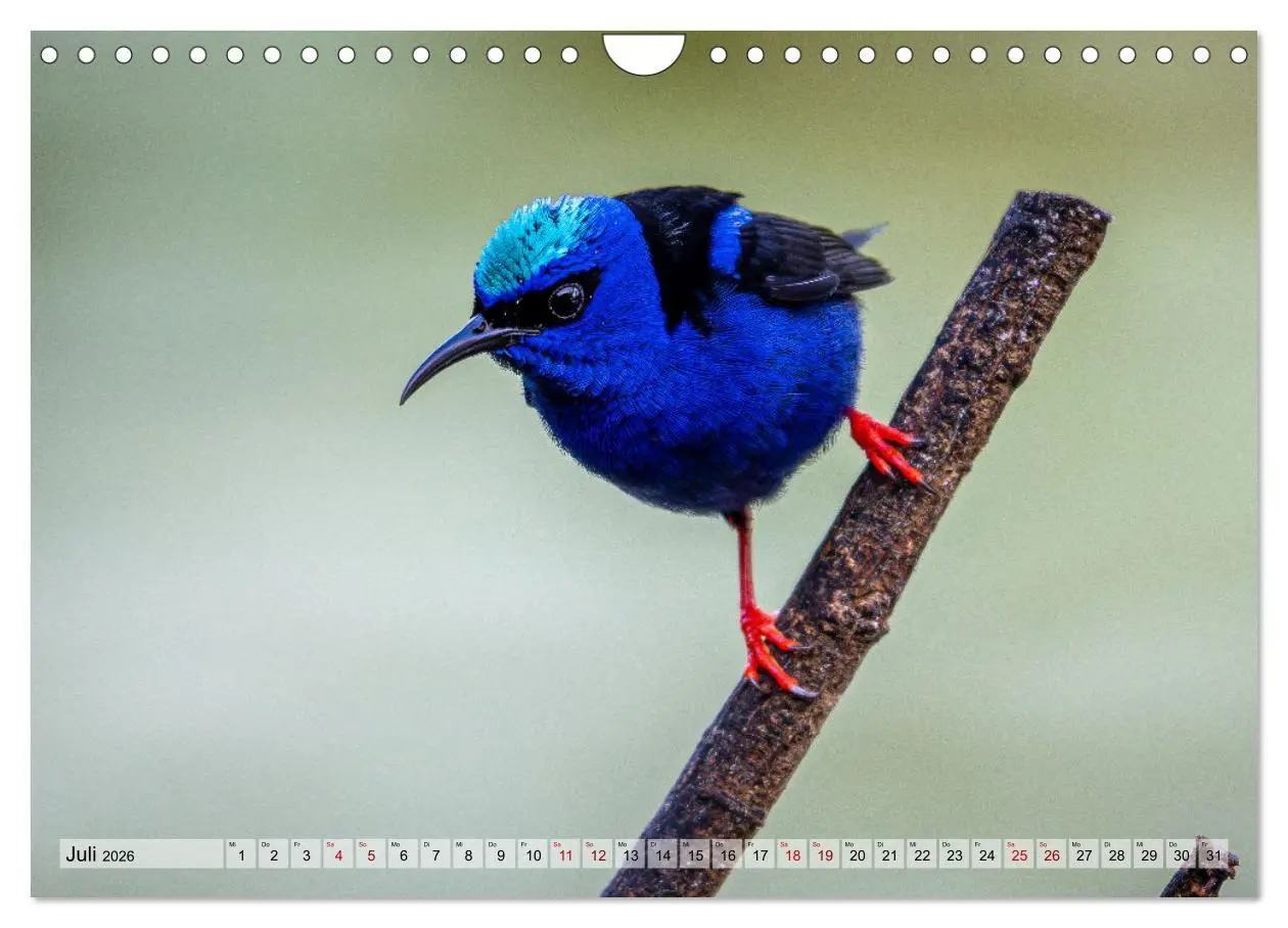 Bild: 9783457277393 | Phantastische Vogelwelt Costa Rica (Wandkalender 2026 DIN A4 quer),...