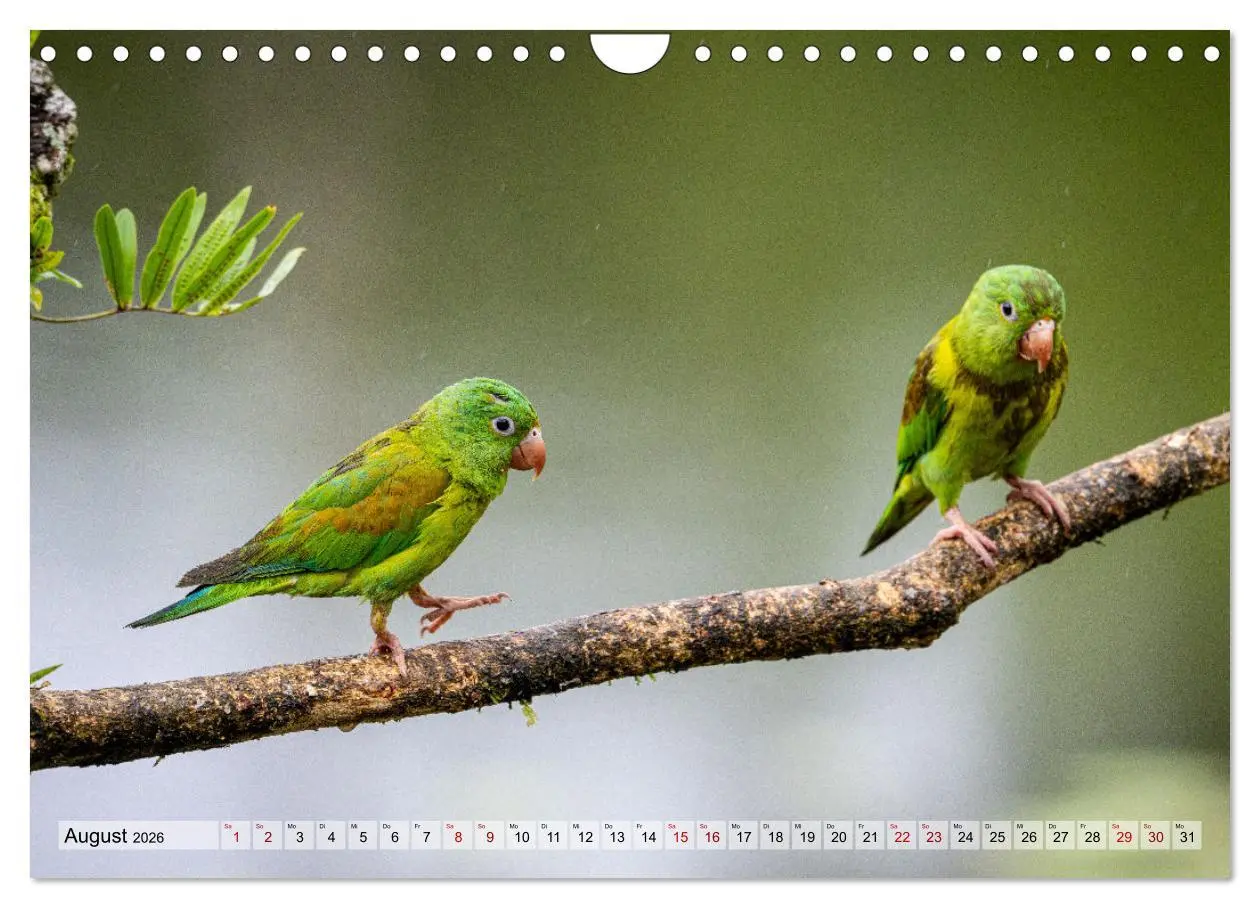 Bild: 9783457277393 | Phantastische Vogelwelt Costa Rica (Wandkalender 2026 DIN A4 quer),...