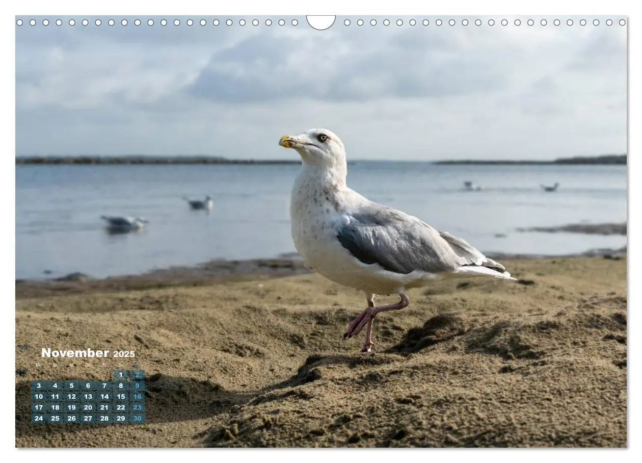 Bild: 9783435177493 | Möwen frech und witzig (Wandkalender 2025 DIN A3 quer), CALVENDO...