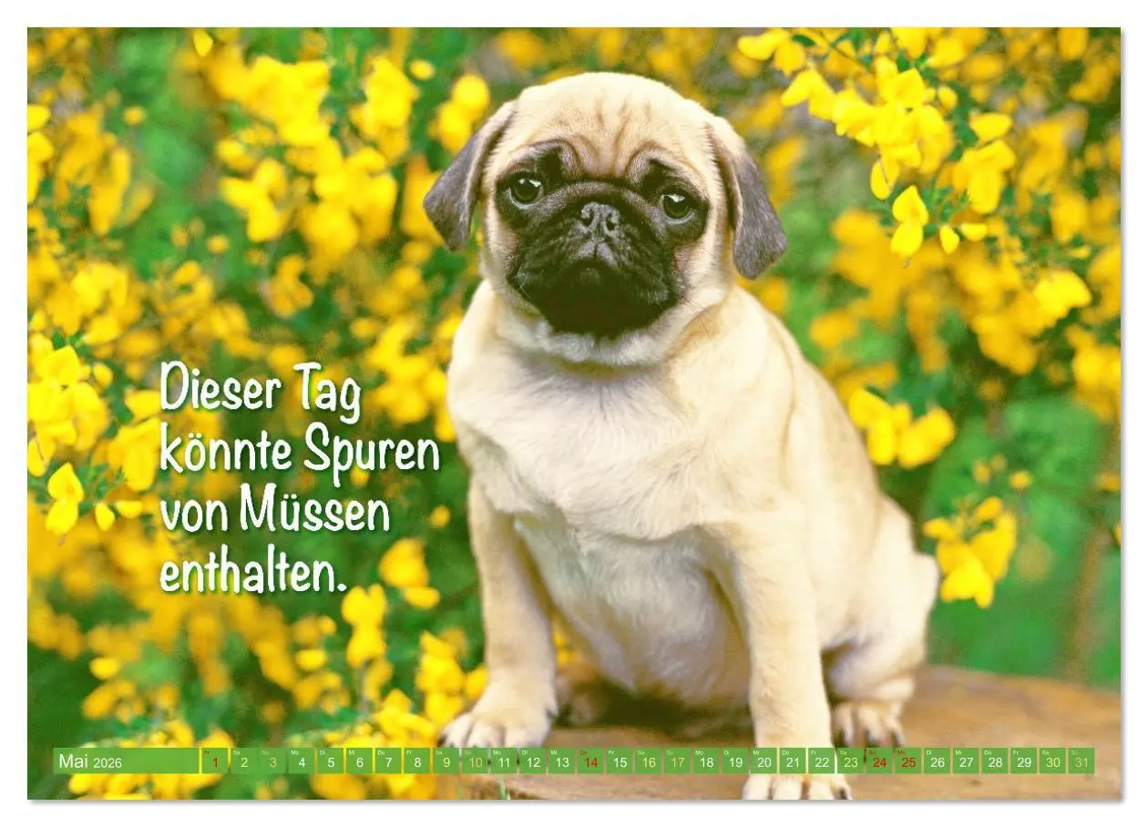 Bild: 9783516597493 | Der Mops: Nicht klein, sondern aufs Wesentliche reduziert....