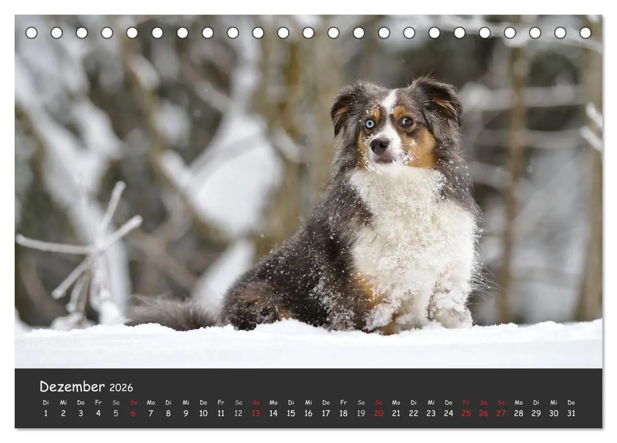 Bild: 9783516037593 | Australian Shepherd - Augenblicke (Tischkalender 2026 DIN A5 quer),...