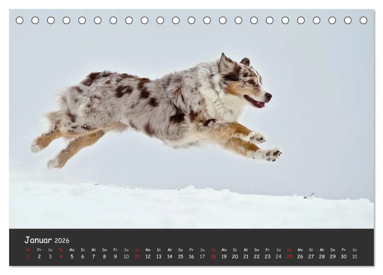 Bild: 9783516037593 | Australian Shepherd - Augenblicke (Tischkalender 2026 DIN A5 quer),...