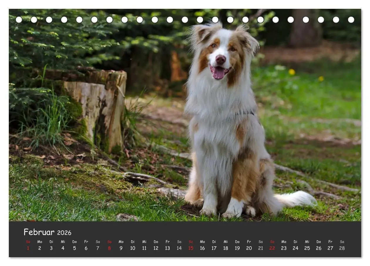 Bild: 9783516037593 | Australian Shepherd - Augenblicke (Tischkalender 2026 DIN A5 quer),...