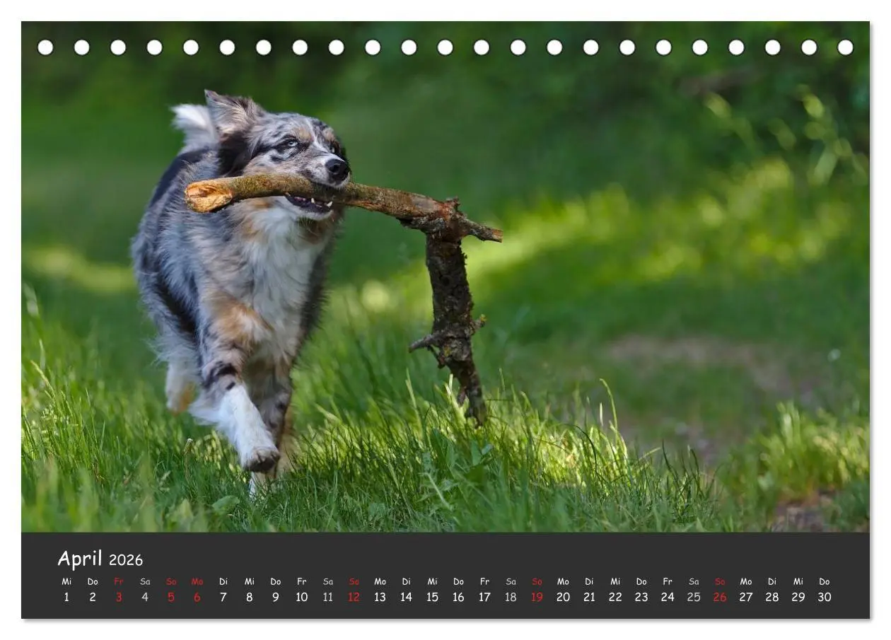 Bild: 9783516037593 | Australian Shepherd - Augenblicke (Tischkalender 2026 DIN A5 quer),...