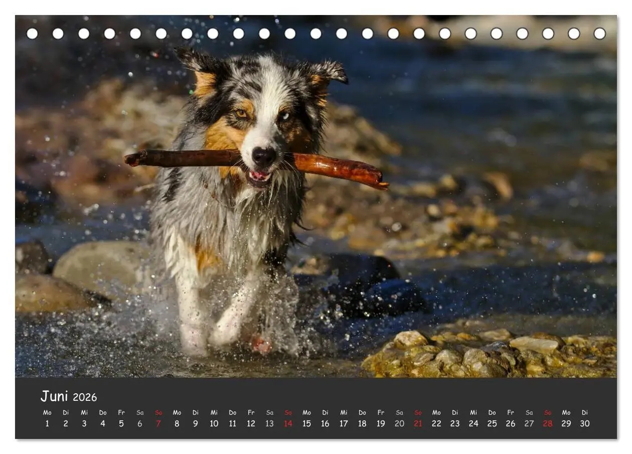 Bild: 9783516037593 | Australian Shepherd - Augenblicke (Tischkalender 2026 DIN A5 quer),...