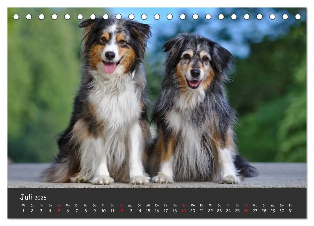 Bild: 9783516037593 | Australian Shepherd - Augenblicke (Tischkalender 2026 DIN A5 quer),...