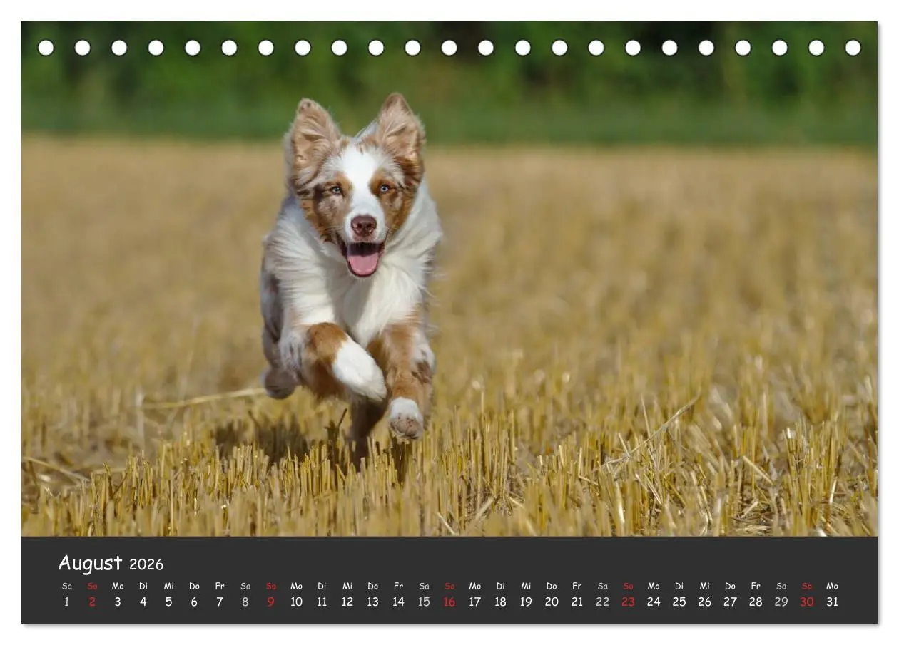 Bild: 9783516037593 | Australian Shepherd - Augenblicke (Tischkalender 2026 DIN A5 quer),...