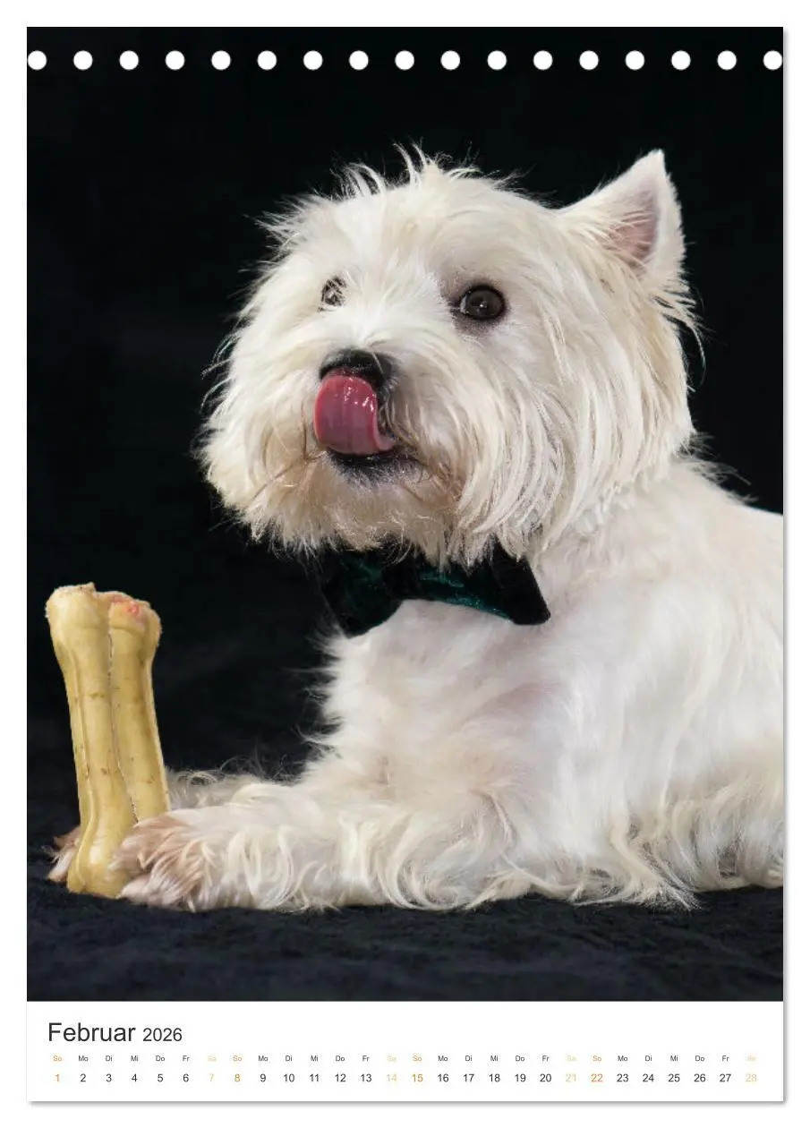 Bild: 9783516277593 | Der Westie - Portrait eines West Highland White Terriers...