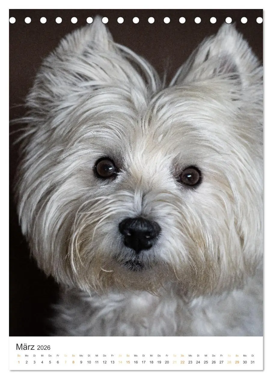 Bild: 9783516277593 | Der Westie - Portrait eines West Highland White Terriers...