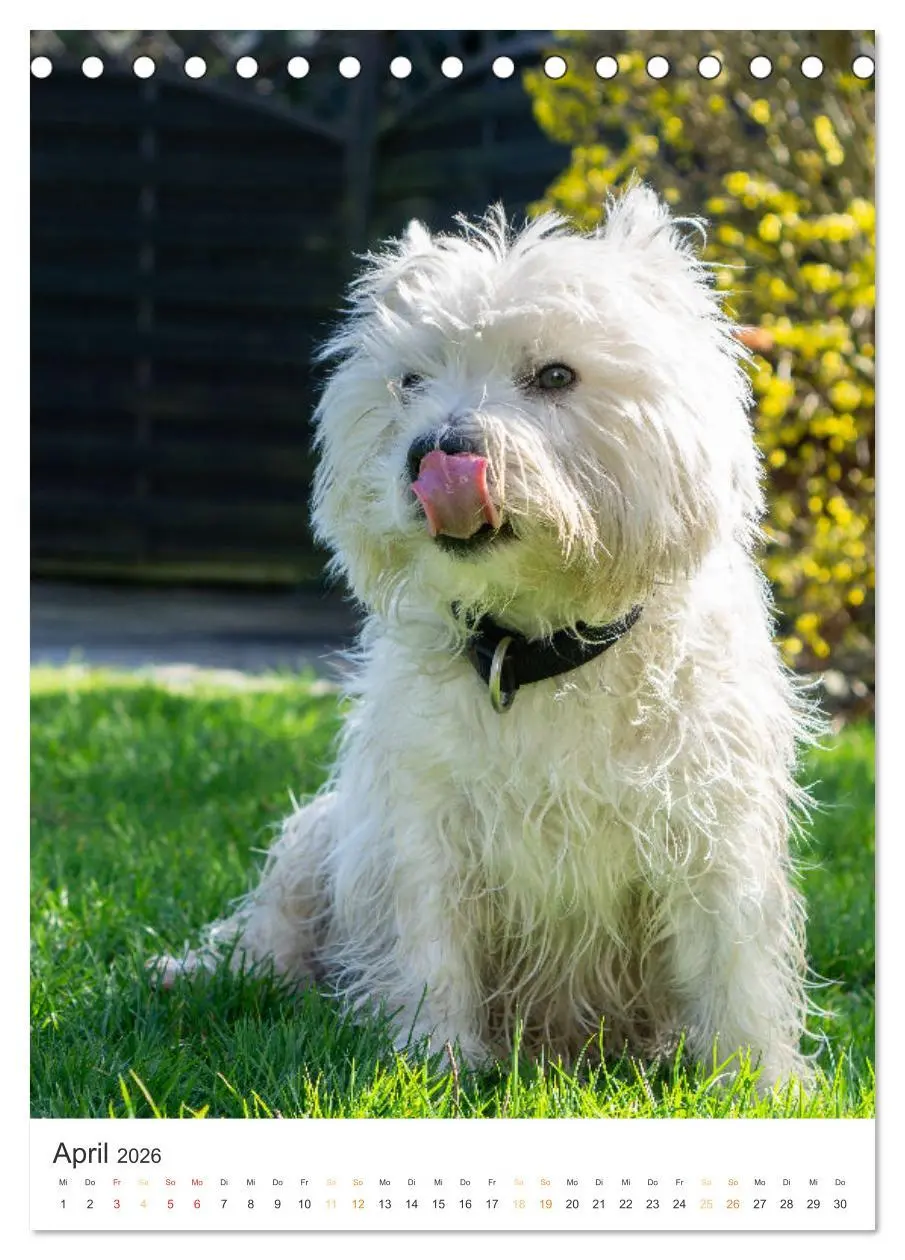 Bild: 9783516277593 | Der Westie - Portrait eines West Highland White Terriers...