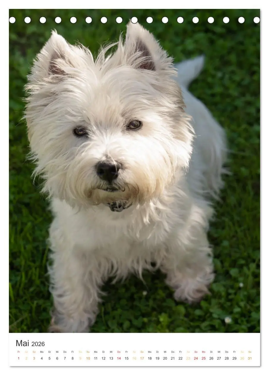 Bild: 9783516277593 | Der Westie - Portrait eines West Highland White Terriers...