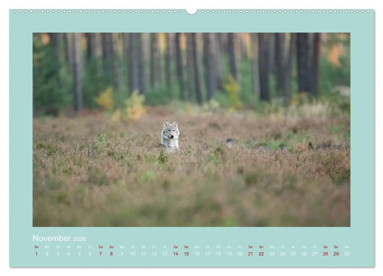 Bild: 9783457487693 | Wölfe, Impressionen aus der Lausitz (Wandkalender 2026 DIN A2...