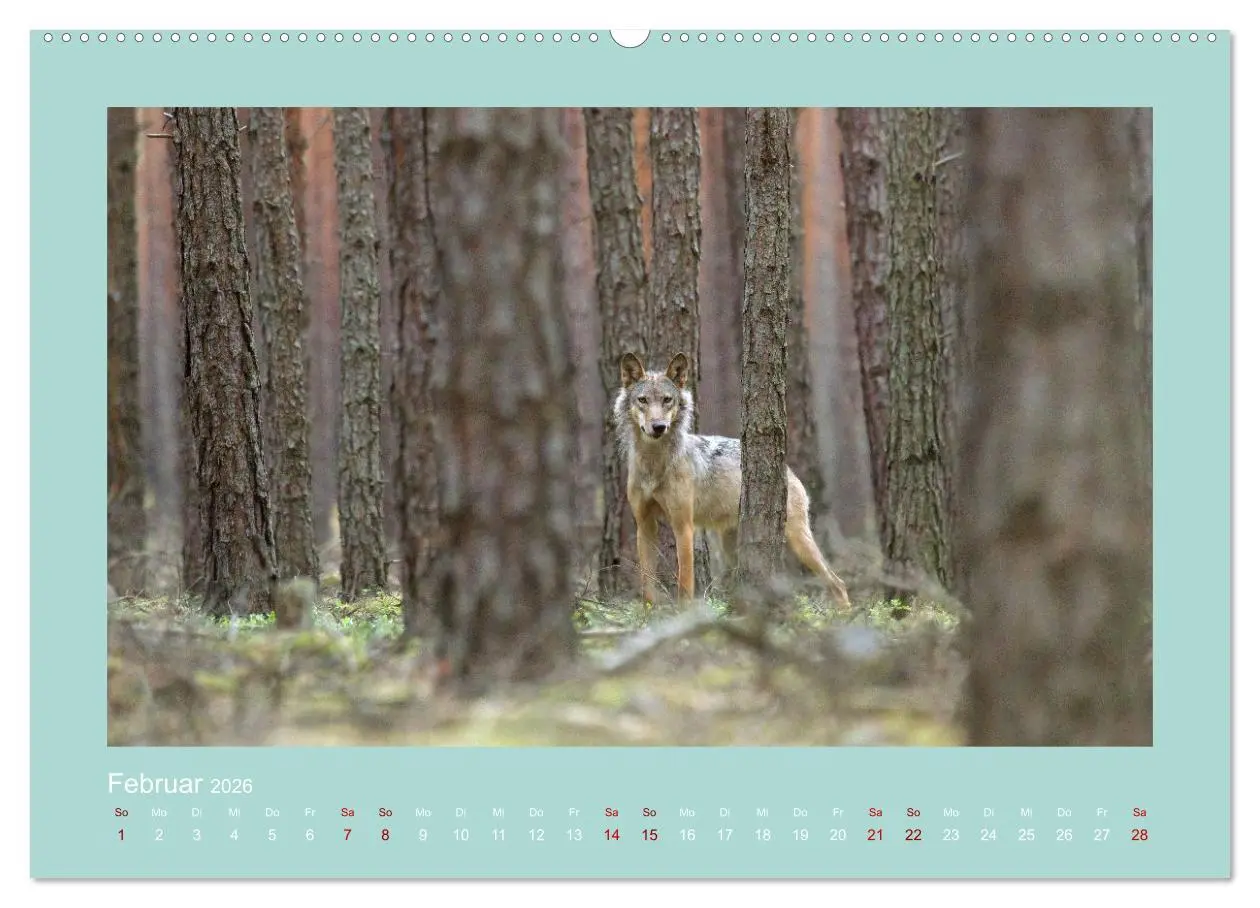 Bild: 9783457487693 | Wölfe, Impressionen aus der Lausitz (Wandkalender 2026 DIN A2...